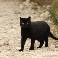 Feral