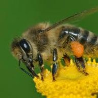 breadbee