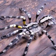 PoeRegalis