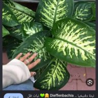 nalaba1383