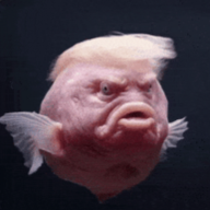 trumpyfish