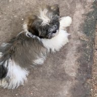 Rico xx