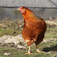 megalodong