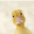 duckFuck